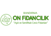ON FİDANCILIK | Aşılı Ceviz Fidanı Üretimi